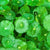 Centella Asiatica Extract