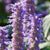 Agastache Mexicana Flower